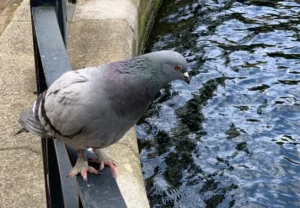pigeon on a railing next to the water