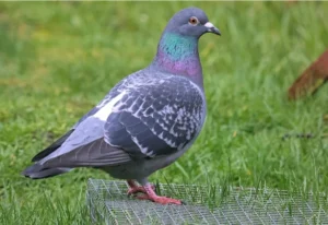 pigeon on green grass