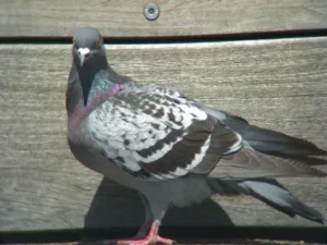 pigeon on the ground next to a wooden fence