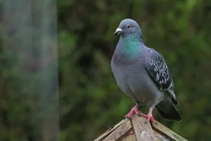 pigeon perched on the roof