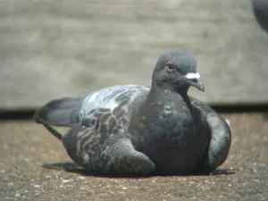 pigeon sitting on the ground