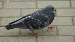 pigeon walking on the pavement