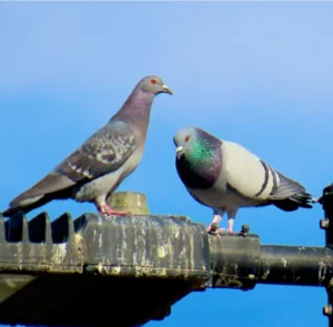 pigeons perched on a roof