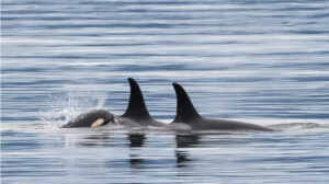 three Orcas on the water surface