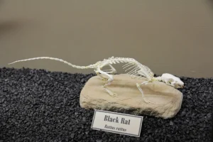Black Rat Skeleton