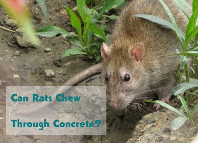 Can Rats Chew Through Concrete?