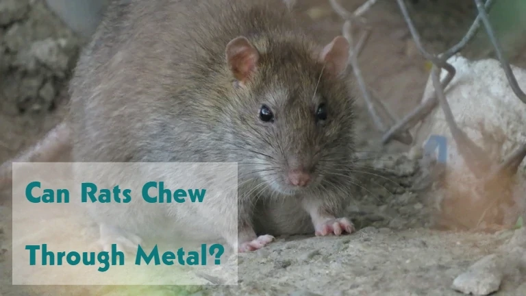 Can Rats Chew Through Metal?