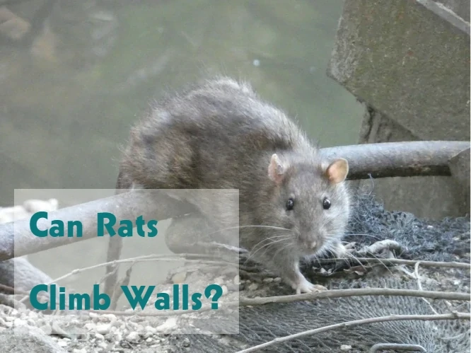 Can Rats Climb Walls?