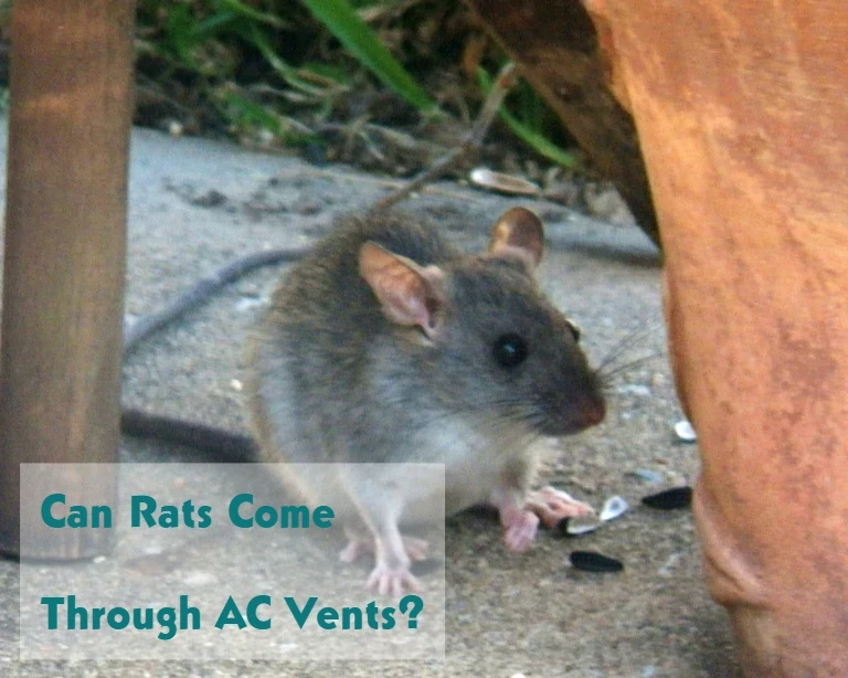 Can Rats Come Through AC Vents?