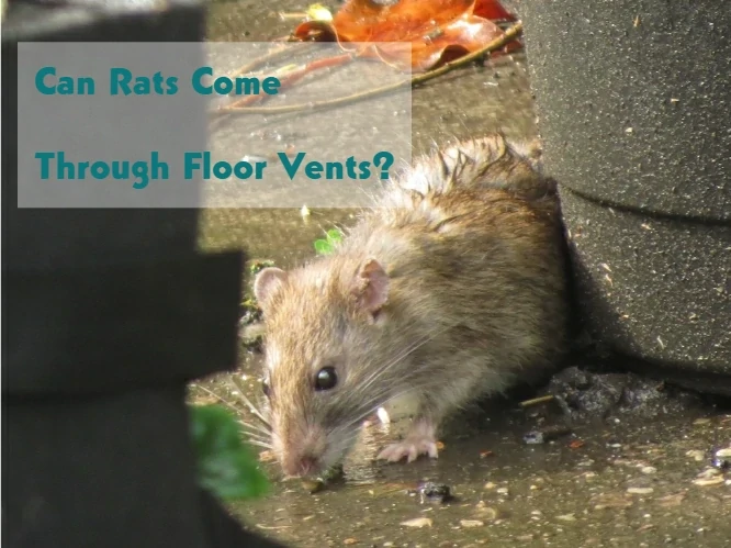 Can Rats Come Through Floor Vents?