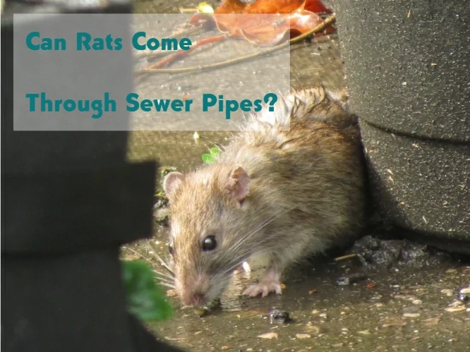 Can Rats Come Through Sewer Pipes?