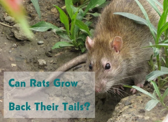 Can Rats Grow Back Their Tails?