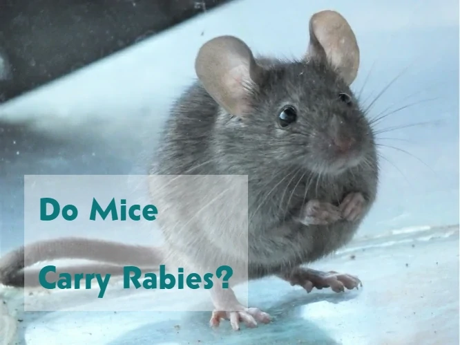 Do Mice Have or Carry Rabies?