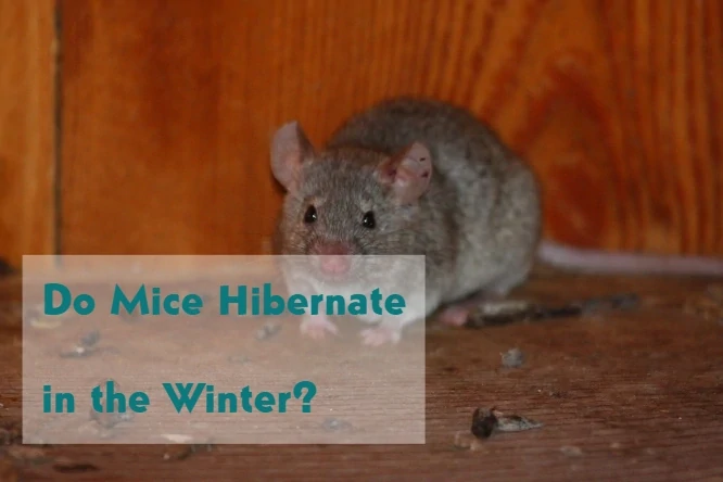Do Mice Hibernate in the Winter?
