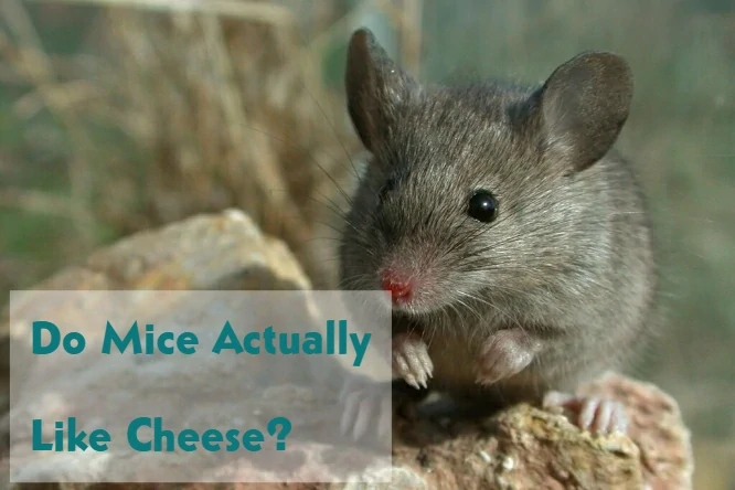 Do Mice Like Cheese?