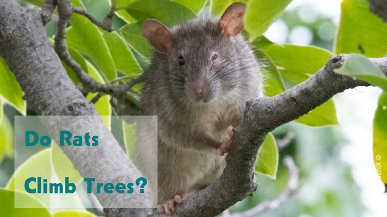 Do Rats Climb Trees?