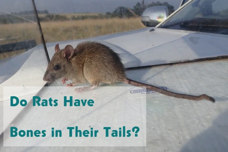 Do Rats Have Bones in Their Tails?