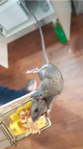 House mouse caught in a trap