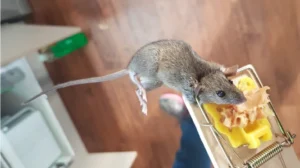 House mouse caught in a trap