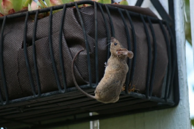 House mouse climbing into raised garden bed