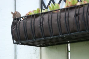 House mouse climbing onto raised garden bed