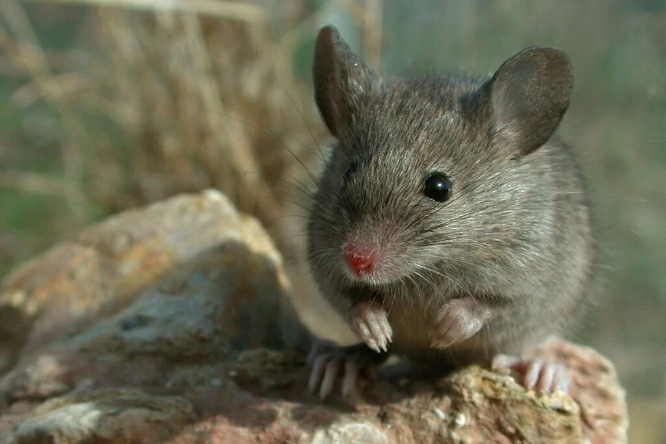House mouse closeup