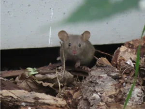House mouse coming out of den under concrete 0 (1)