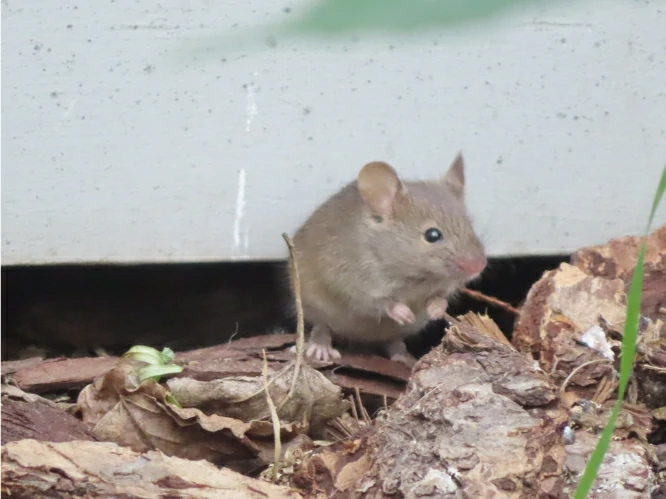 House mouse coming out of den under concrete 0 (2)