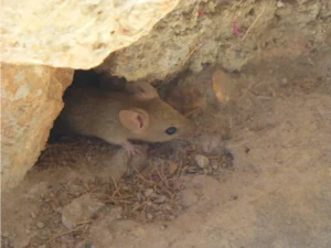 House mouse comming out of hole0