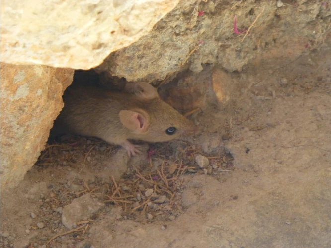 House mouse comming out of hole0