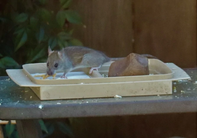 House mouse eating from a box outdoors