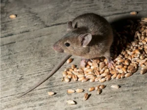 House mouse eating seeds on the ground 0