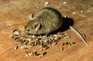 House mouse eating seeds on the ground