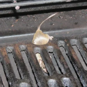 House mouse getting into a drain