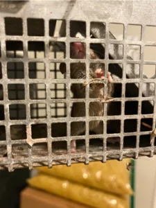 House mouse in a box cage