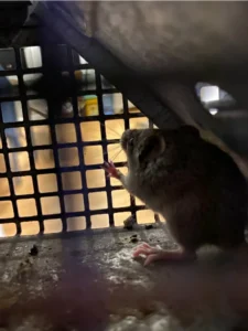 House mouse in a box cage 1