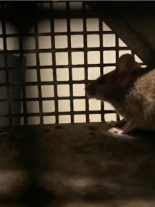 House mouse in a box cage