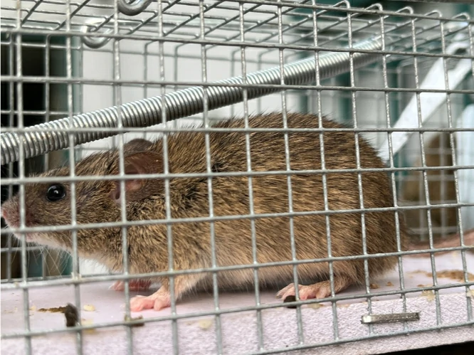 House mouse in a cage 0