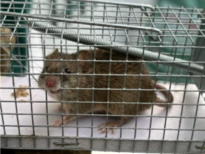 House mouse in a cage 1