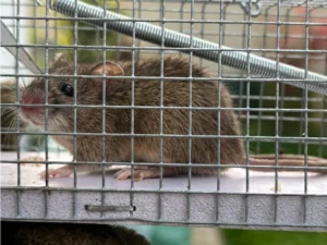 House mouse in a cage