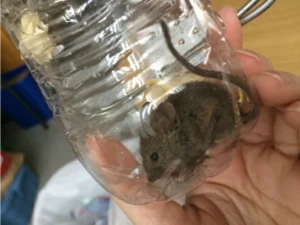 House mouse in a plastic bottle