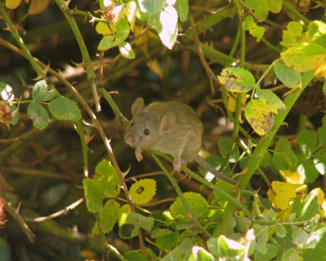 House mouse in a shrub 0