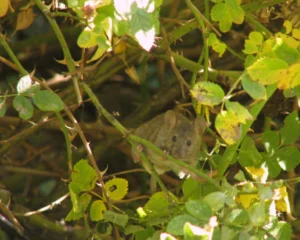 House mouse in a shrub 1