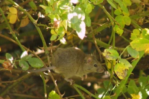 House mouse in a shrub