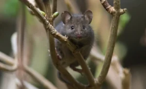 House mouse in a tree