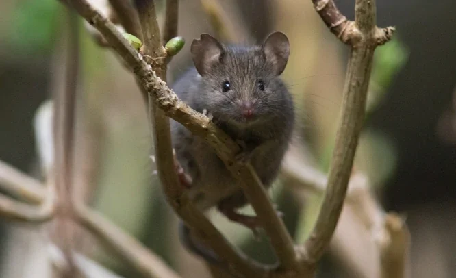 House mouse in a tree