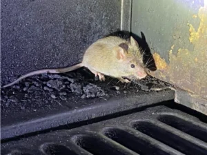 House mouse near a drain 0