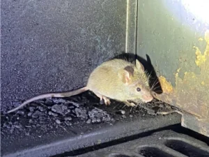 House mouse near a drain