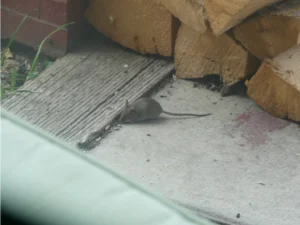 House mouse near a pile of wood