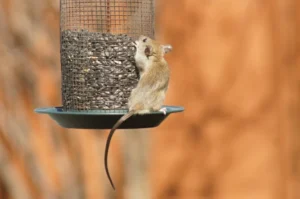 House mouse on a bird feeder 0
